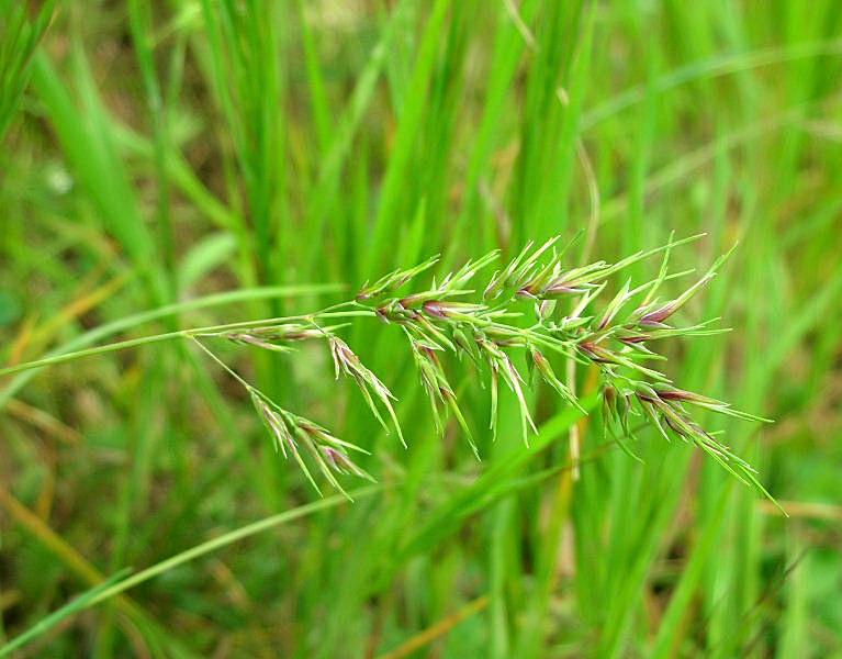 Poa bulbosa / Fienarola bulbosa